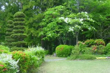 <p>There's even some topiary, probably a Japanese (or hinoki) cypress</p>