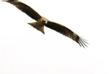 Kites circling on the wind currents