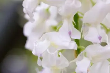 Bunga wisteria putih