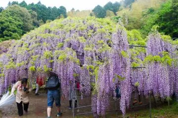 Salah satu kubah wisteria