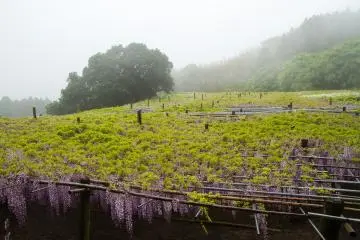Teralis besar: tanaman merambat wisteria memiliki daun di atas dan bunga yang menjuntai ke bawah