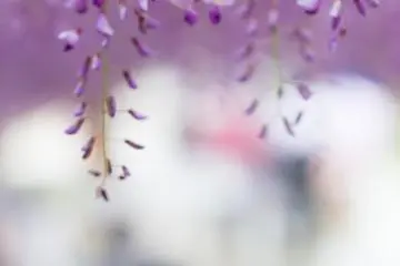 Bunga-bunga menjuntai ke arah Anda