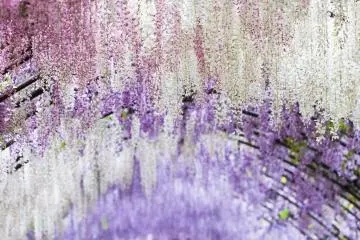 Tanaman merambat wisteria di terowongan yang membuat tempat ini seolah-olah seperti sebuah lukisan air tipis