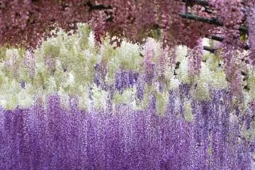 <p>Converging colors hang down from trellis tunnels</p>