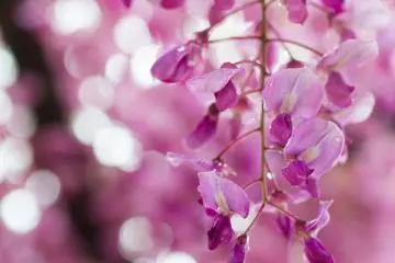 <p>A pink variety up close</p>