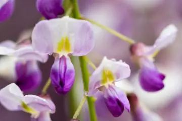 <p>The flowers vaguely resemble orchids, but wisteria is actually a vine that's part of the pea family</p>
