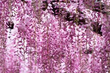 <p>Wisteria also have a very pleasing fragrance</p>