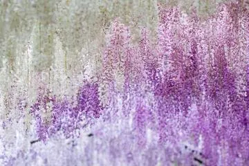 <p>Every shade of purple through to white in the second tunnel, 80 meters in length</p>