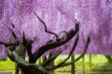 <p>Most of the older, larger wisteria are part of great spreading trellises rather than in the tunnels</p>