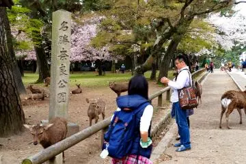 <p>울타리 안팎에 돌아다니던 사슴들</p>