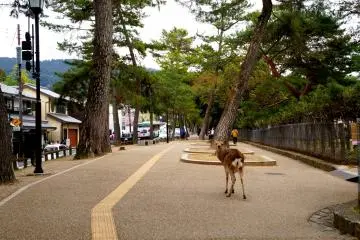 <p>공원 입구에서 환영해주던 사슴</p>