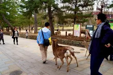 <p>한 번 먹이를 주면 저렇게 계속 쫓아다닌다는... (팁: 저럴 땐 양 손을 펴서 사슴에게 냄새를 맡게 하여 먹이가 더 없다는 것을 확실히 알려주면 더 쫓아오지 않아요.)</p>