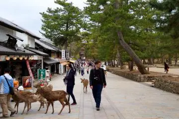 <p>도다이지(東大寺)로 들어가는 길목. 계속 사슴에게 쫓기던 아저씨...;</p>