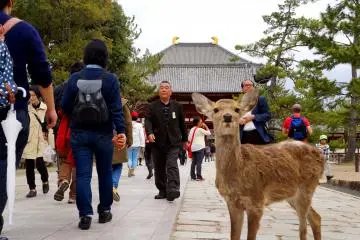 <p>미야지마에서와 같이, 신토교에선 사슴을 신의 전달자 혹은 현신이라고 믿는 터라 어쩐지 절 앞에서 본 사슴이 괜히 영험해보이기도 했어요.</p>