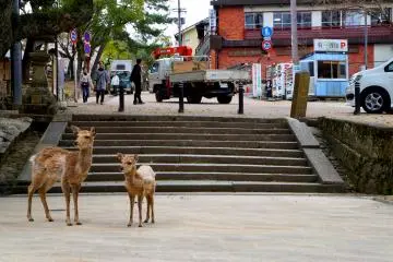 <p>공원 안 거리에서 만난 사슴 모자</p>