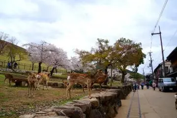 <p>산길에 있던 사슴들</p>