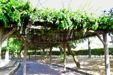 <p>Voil&agrave; l'entr&eacute;e de l'all&eacute;e de glycines de 200m de long du parc Murasaki Shibuku. Malheureusement, la majeure partie des fleurs &eacute;tait d&eacute;j&agrave; tomb&eacute;e au sol lors de ma visite.</p>