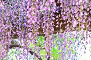 <p>Elles profitaient des derniers moments de leur courte vie avant de tomber au sol.</p>