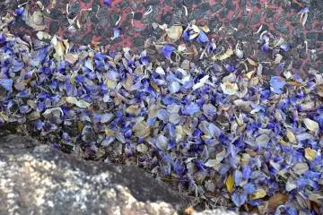 <p>Des p&eacute;tales de glycines tomb&eacute;es... Leur couleur a chang&eacute; du violet clair &agrave; un bleu profond</p>