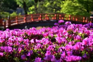 Pleine floraison des azalées roses et pont vermillon sur l'étang