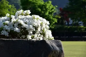 Des azalées blanches sur un rocher