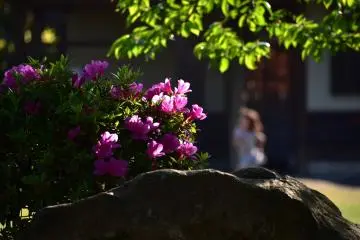 Des azalées et des feuilles vertes dans l'ombre et une fille courant sous le soleil