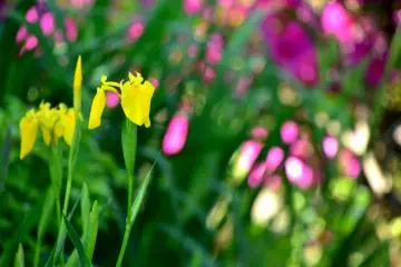 Des iris jaunes en fleurs avec des azalées roses en fond