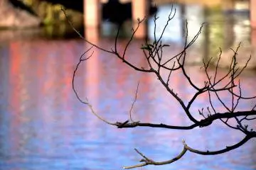 Les branches des arbres avec l'eau de l'étang reflétant le vermillon du pont en arrière-plan