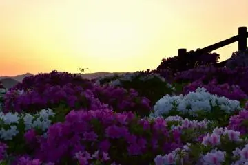 해질녘 산비탈의 진달래