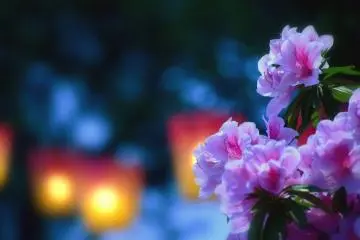 Des azalées roses avec les lanternes en fond
