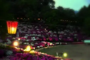 Le parc Nishiyama illuminé et décoré de plus de 50000 azalées au crépuscule