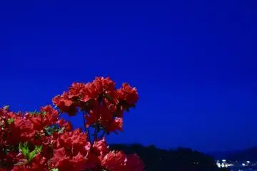 Les azalées rouges offrent un contraste frappant avec le ciel bleu profond au crépuscule