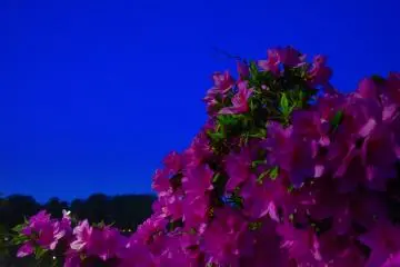 Des azalées roses sous le ciel bleu du crépuscule