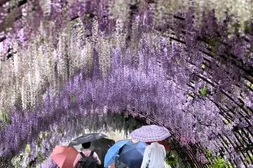 Au Coeur des Tunnels de Glycines