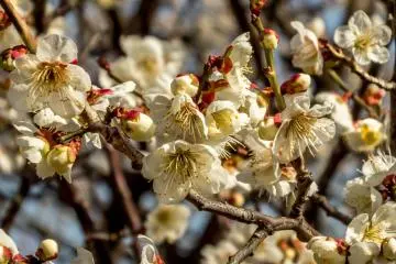 <p>A closer look at these plum blossoms reveals some of the differences these trees have to cherry blossoms. One of these key differences is the fact that unlike cherry blossoms, plum blossoms don`t have a split in the end of the petal!</p>