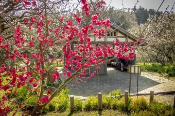 <p>Whilst the majority of Taura Park contains white and light pink colored plum blossoms, there are the occasional dark pink colored flowers</p>