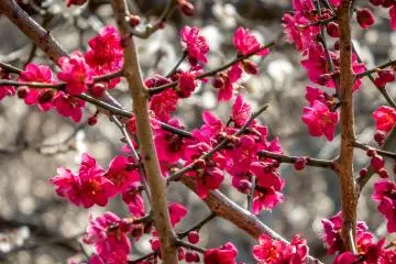 <p>These rich colors provide a nice contrast</p>