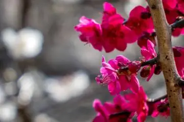 <p>Some rich pink plum blossoms in the foreground whilst in the background are some of the many white and/or lighter pink colored plum blossoms</p>