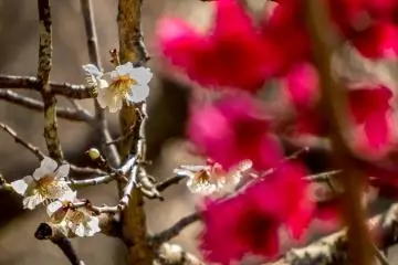 <p>The same trees shot in reverse focus</p>