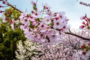 ดอกซากุระสีชมพู