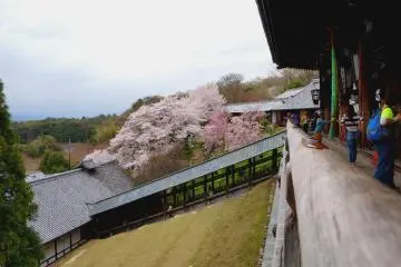 <p>니가츠도로 오르는 다른 계단. 벚꽃나무가 무성하게 피었어요.</p>