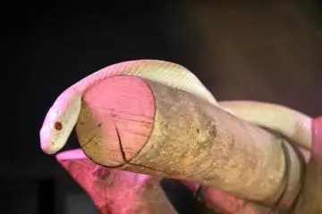 This white snake is native to the Iwakuni area and can be seen at the foot of the mountain in a snake house