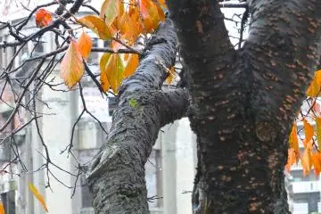 가을 풍경과 어울러져 있다