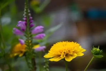 <p>Roadside flowers add to the charm of this little town</p>