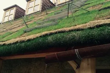 The roof is covered by lawn hence it needs water