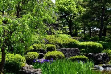 <p>Fresh verdure of the Japanese garden</p>