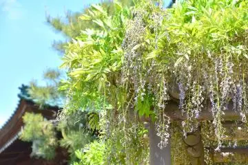 <p>Shriveled wisteria flowers on the trellis. I came too late!</p>