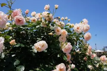 <p>Over 350 species and 750 varieties of roses and be seen in the park.</p>