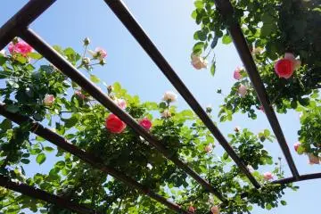<p>The blooming periods in May and October also happen to be the sunniest months in Japan. &nbsp;</p>