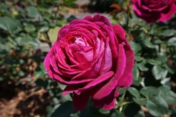 <p>Gardeners work throughout the day to prune the bushes of unnecessary blossoms. The "extra" flowers are given away as souvenirs to guests.</p>